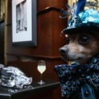 Fotos de casamento de cachorro