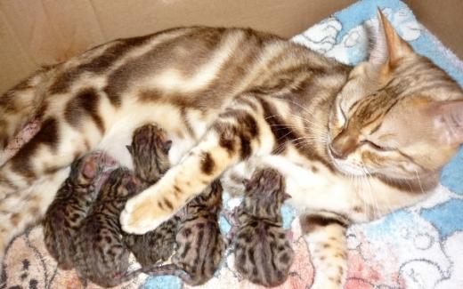 Fotos de filhotes de gatos