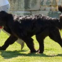 Foto da raça de cachorro Terra Nova