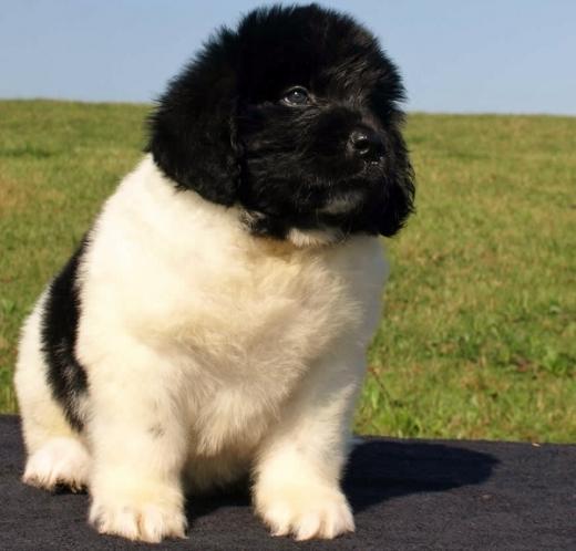 Fotos de Nova Terra cachorro