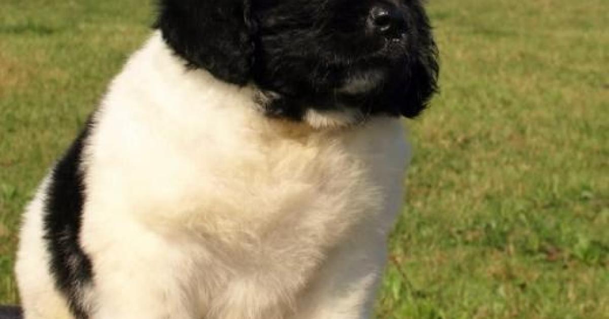 Fotos de Nova Terra cachorro