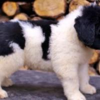 Imagem do cão Terra Nova
