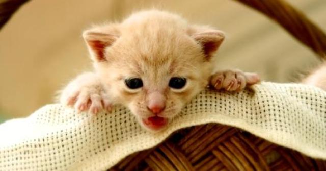 Os gatos precisam se sentir seguros no ambiente e é você que o ajudará nesse momento