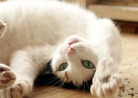 Erva gato ou catnip