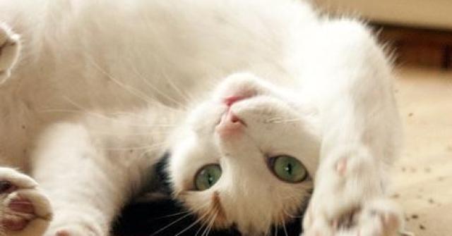 Conheça os beneficios do catnip para os gatos e como pode ser usado