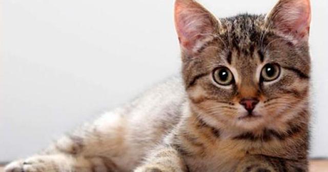 Empresa norte americana comercializa cães e gatos antialérgicos e já ganhou homenagem da revista Time como melhor inovação