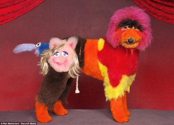 Cachorros concurso de lã