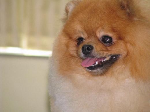 Raça de cachorro Spitz