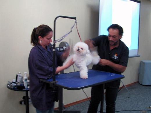 Sergio Vallasanti e seu cachorro Bichon Frisé