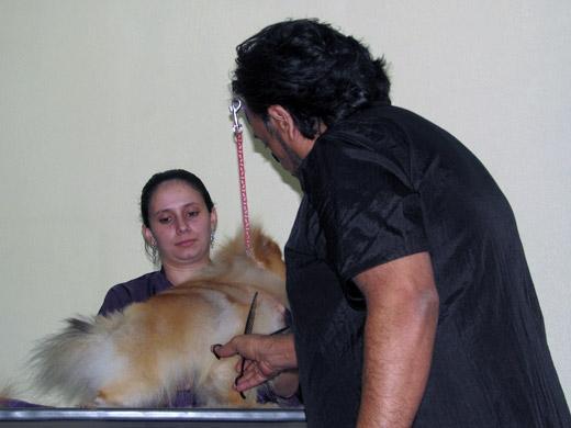 Sergio Vallasanti é especialista em tosa de cães