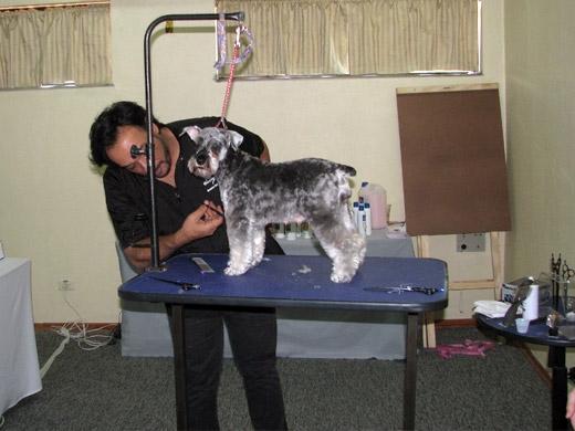 Sergio Vallasanti tosando um cachorro Schnauzer