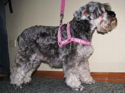 Raça de cachorro Schnauzer