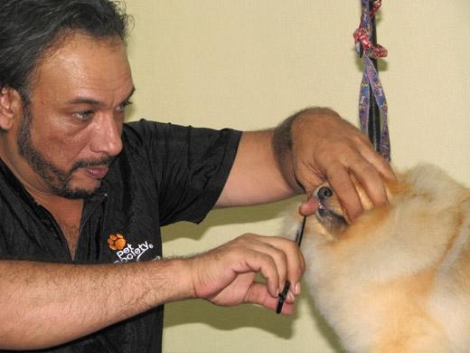 Sergio Vallasanti já participou do Pet Fashion Week New York