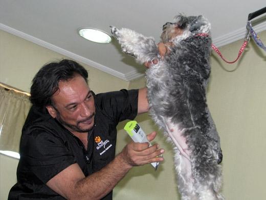 Sergio Vallasanti possui a Escola Estética Canina República dos Cães