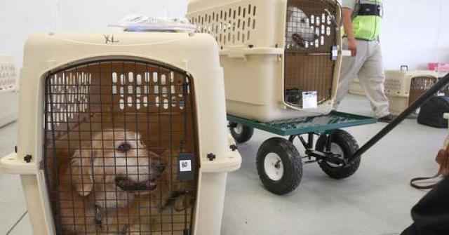 Saiba o que é necessário para o transporte de cachorro e gato em companhias aéreas