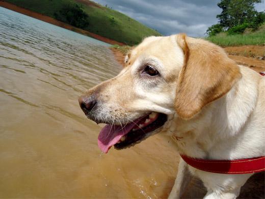 Cachorro Labrador (Foto: OsPaparazzi)
