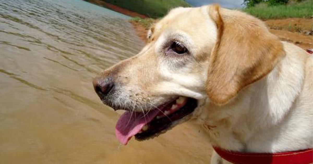 Cachorro Labrador