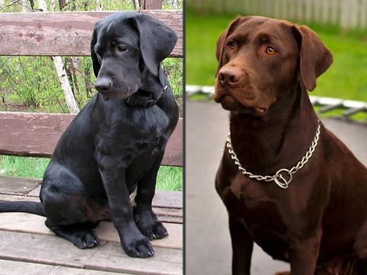 Cachorro Labrador