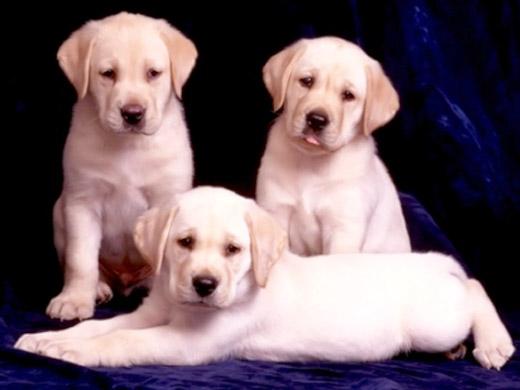 Filhote de Labrador Amarelo