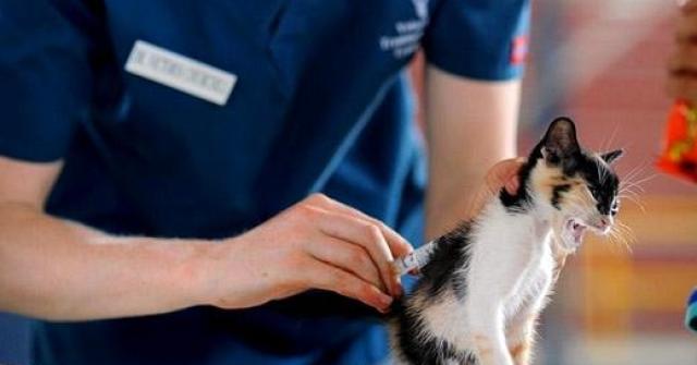 Saiba qual vacina seu gato deve tomar. Gato vacinado garante uma vida mais saudável