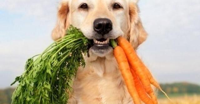 Você sabia que os vegetais ajudam na alimentação dos cães e podem prevenir doenças?