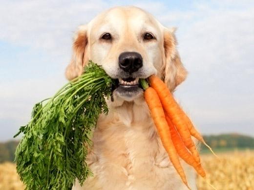 Cachorro comendo verdura
