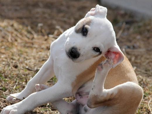 Dor de ouvido em cachorro tem solução, confira as dicas e conheça os sintomas