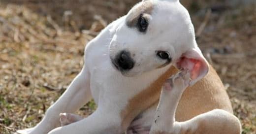 Dor de ouvido em cachorro tem solução, confira as dicas e conheça os sintomas