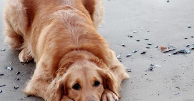Muitos cachorros criam o hábito de comer fezes, também conhecido como coprofagia, mas isso é algo muito natural para os cães e nada agradável para seu dono. Para o cachorro, pouco importa se o cocô é dele ou não, se ele quiser comer nada vai impedi-lo.