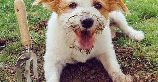 Entenda o que faz seu cachorro cavar buracos e tente substituir esse hábito