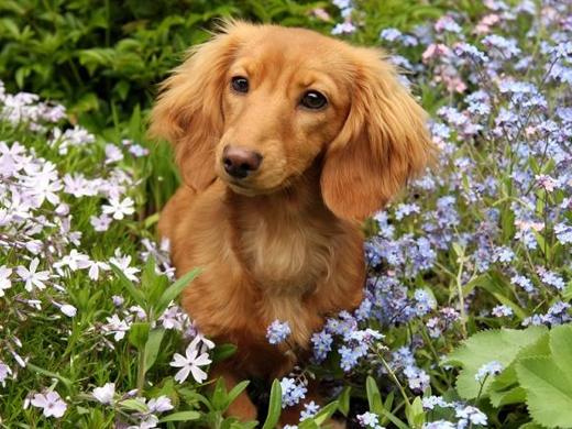 Por que cães cavam buracos?