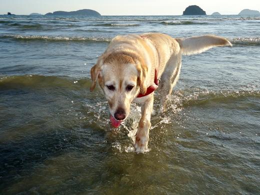Cachorro na praia (Foto: OsPaparazzi)