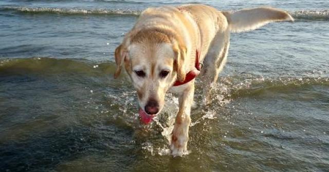 Saiba como ensinar seu cachorro a nadar e praticar atividade física na água