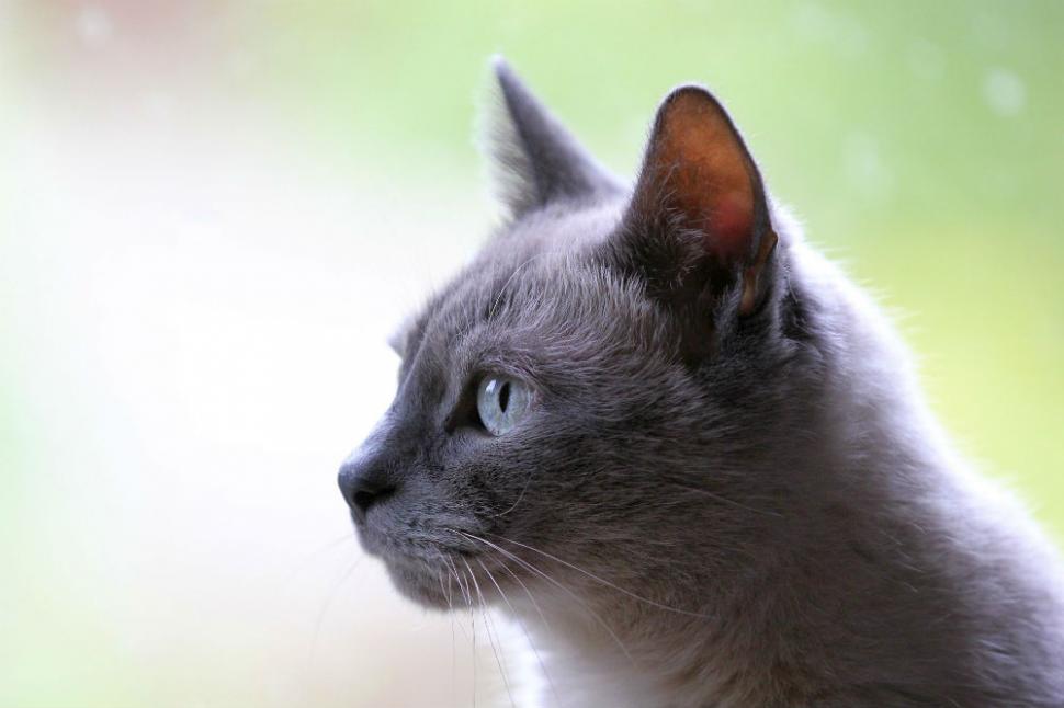 Minha filha quer ganhar um gato de Dia das Crianças. Olha o que eu fiz...