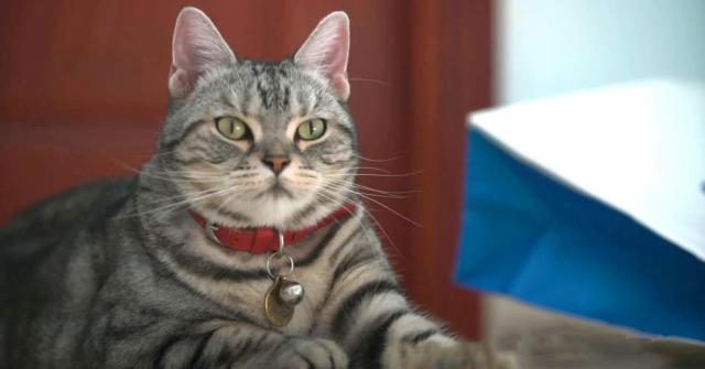 American Shorthair é uma raça de gato muito obediente