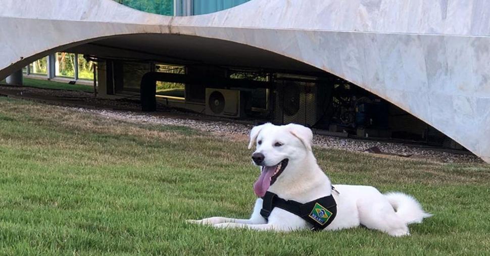 Augusto Bolsonaro é um cachorro da raça Pastor Maremano