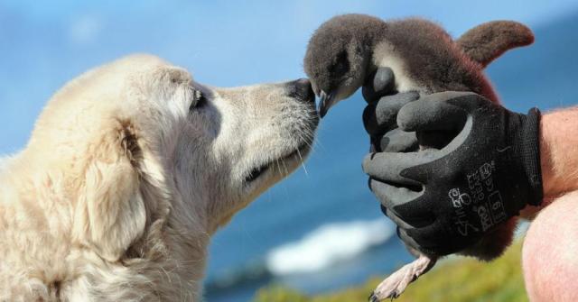 Pastor Maremano cuida de pinguins na Austrália (Foto: Warrnambool Penguins)