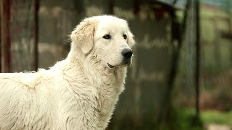 Cachorro Pastor Maremano