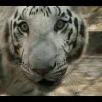 O Tigre Branco, filme da Netflix indicado ao Oscar 2021