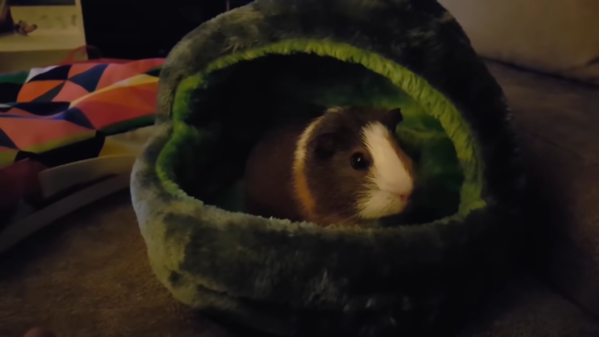 Adotamos um porquinho da índia para os nossos filhos. E aqui compartilho como é essa experiência com vocês